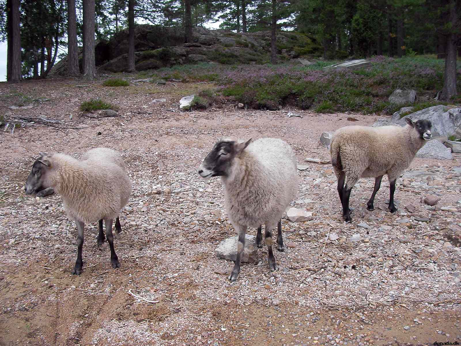 * Image 103