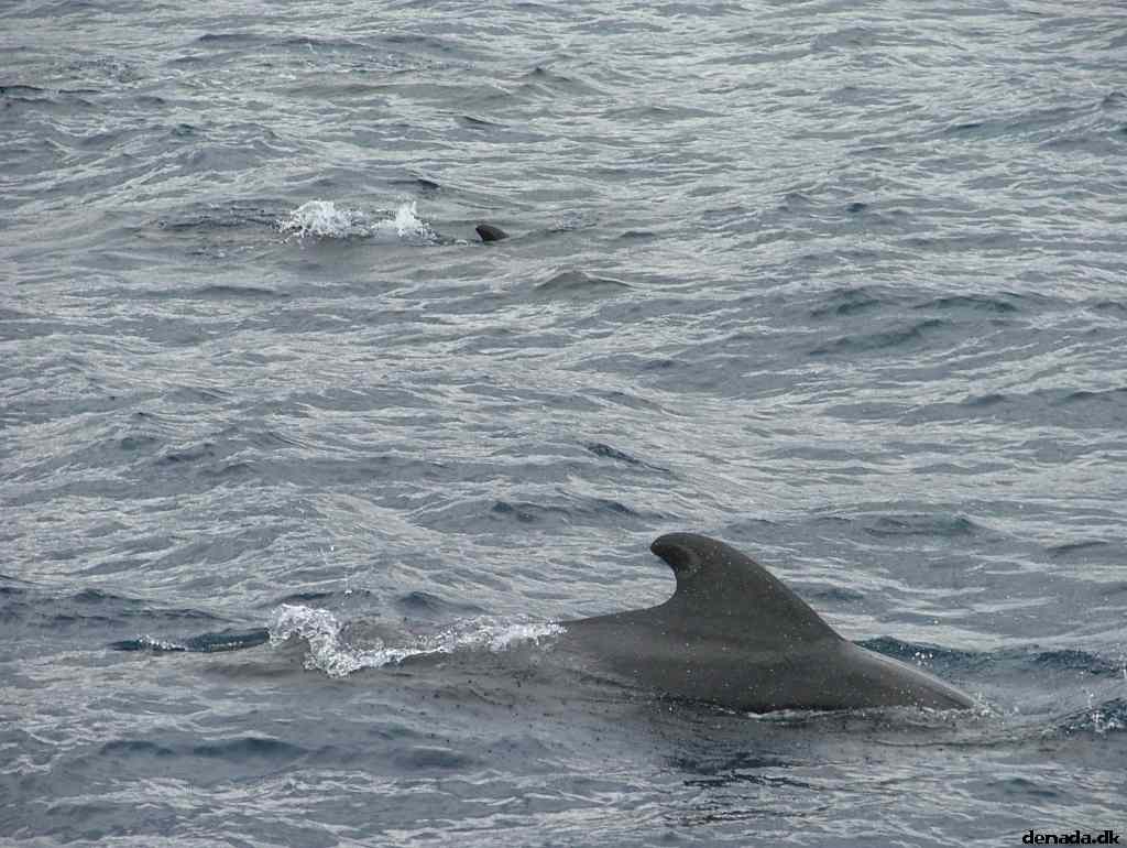 * Image 183