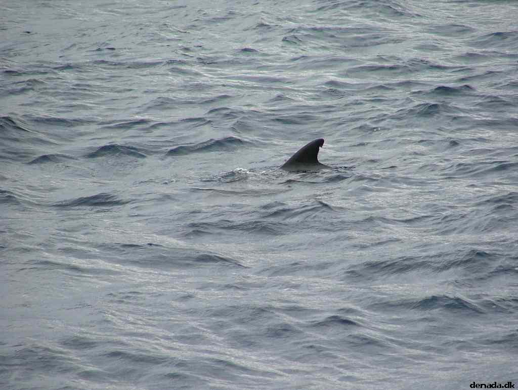 * Image 198