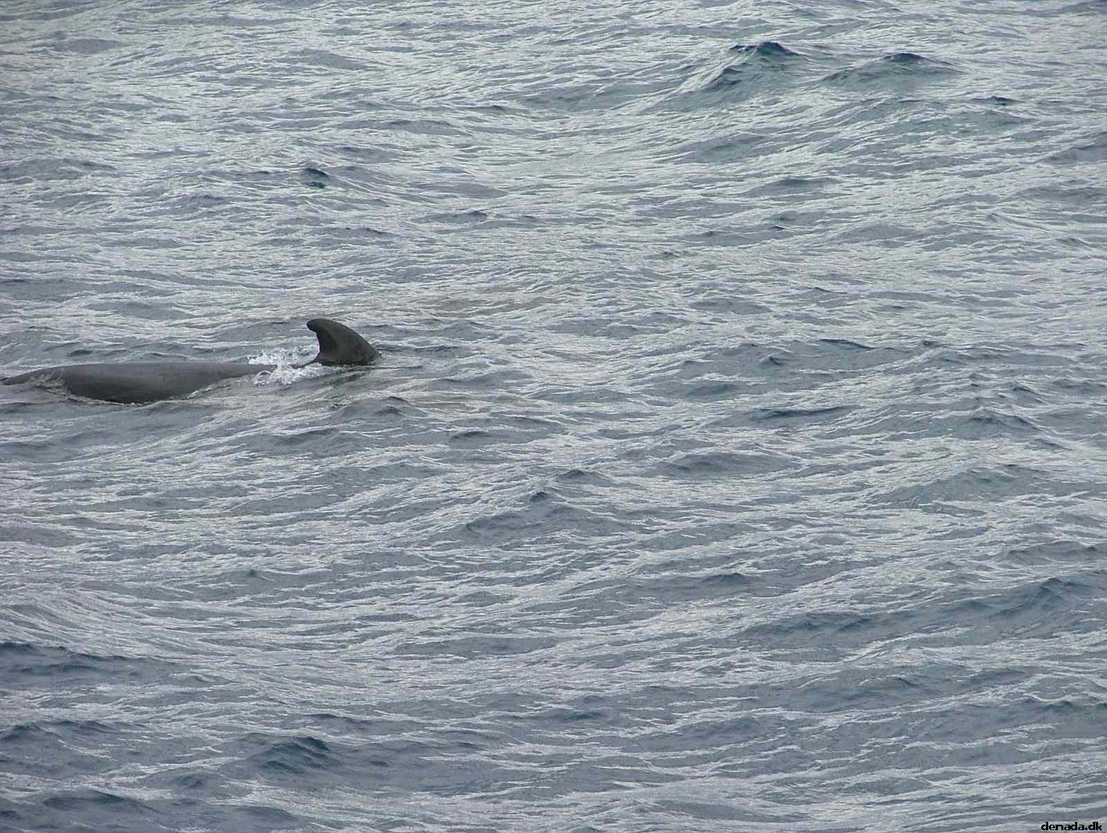 * Image 182