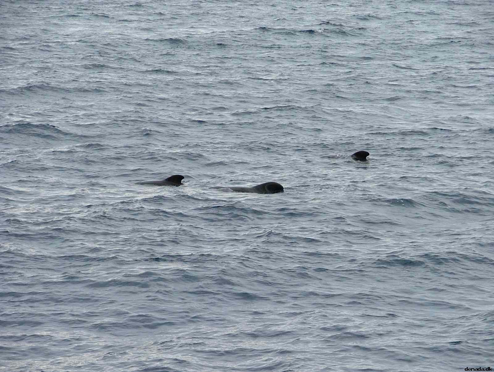 * Image 191