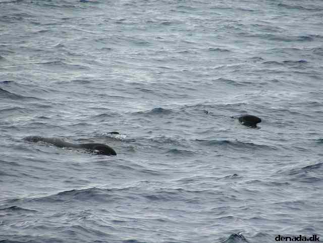 * Image 190