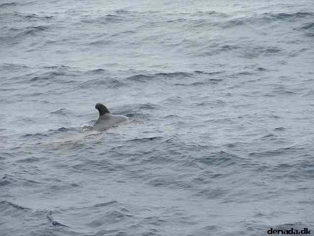 * Image 192