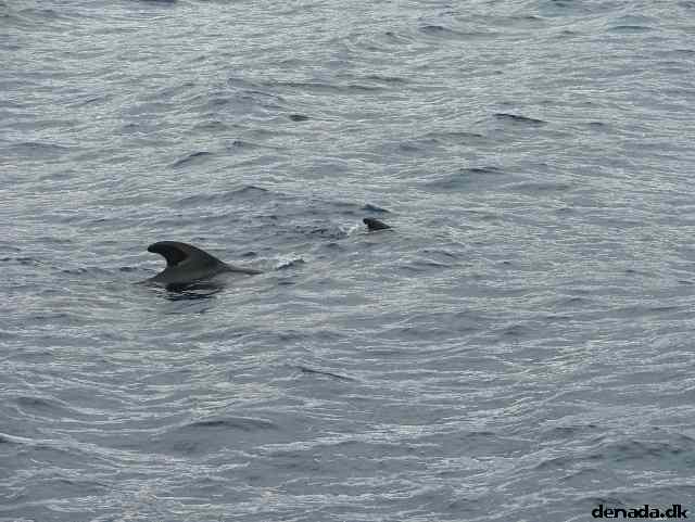 * Image 194