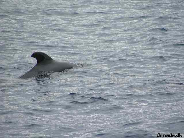 * Image 196