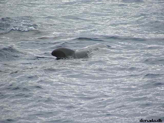 * Image 197
