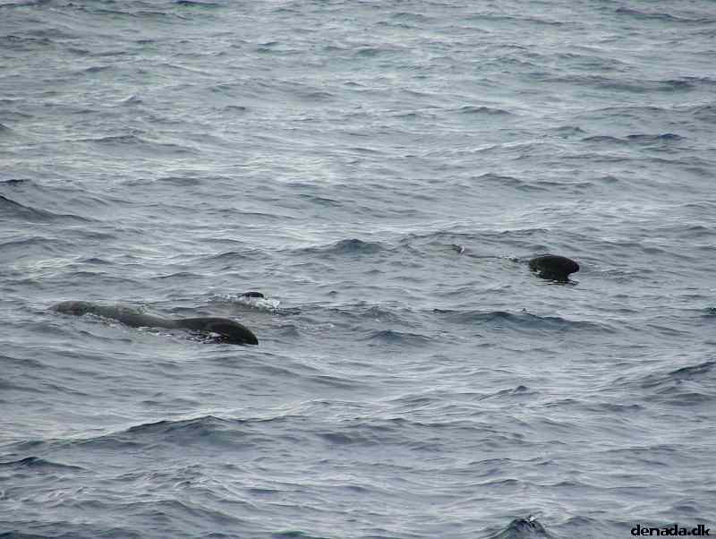 * Image 190