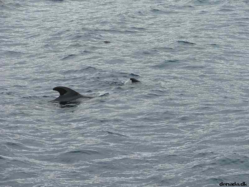 * Image 194