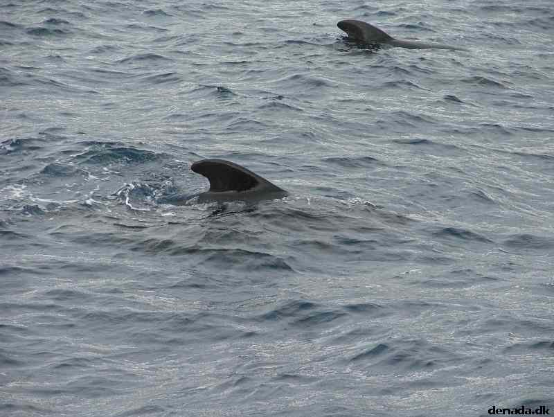 * Image 201