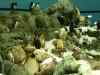 Tenerife_124.jpg - 2007:01:27 13:54:10