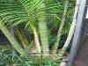 Tenerife_182.jpg - 2007:01:27 14:26:59