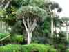 Tenerife_187.jpg - 2007:01:27 14:30:22