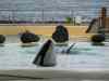 Tenerife_214.jpg - 2007:01:27 14:50:47