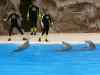 Tenerife_300.jpg - 2007:01:27 15:46:36