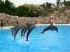 Tenerife_310.jpg - 2007:01:27 15:50:25