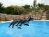 Tenerife_312.jpg - 2007:01:27 15:50:32