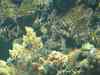 Tenerife_392.jpg - 2007:01:27 16:38:37