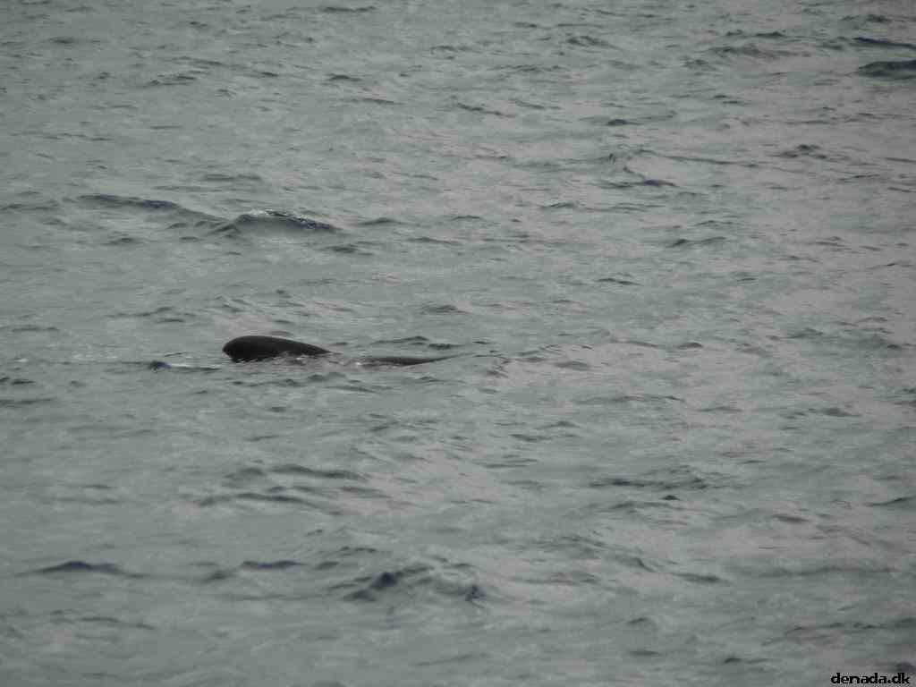 * Image 45