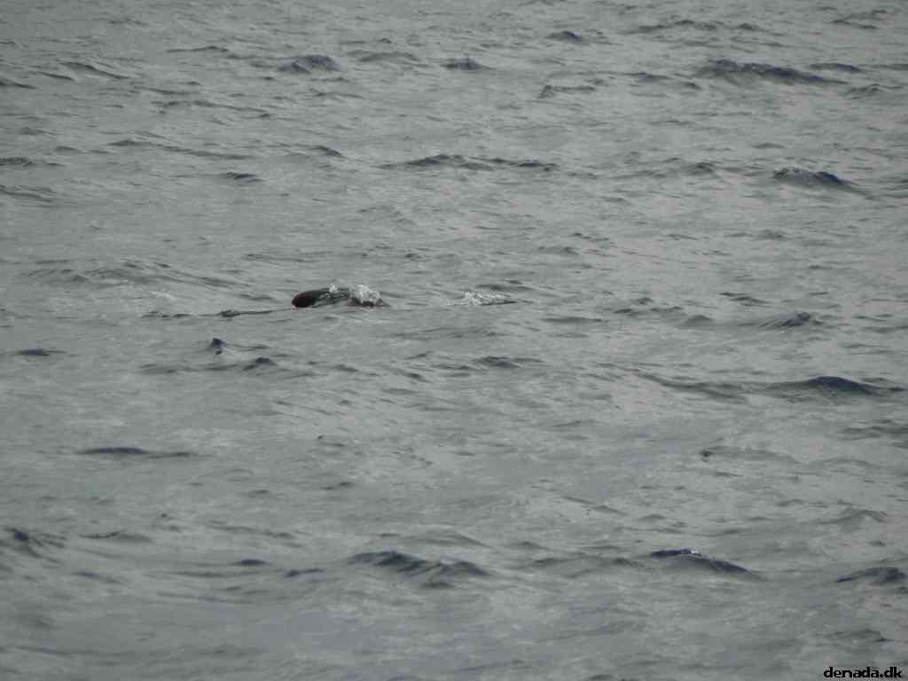 * Image 46