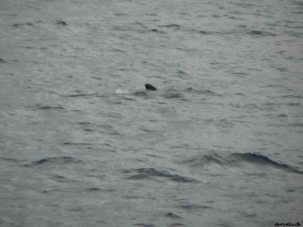 * Image 47