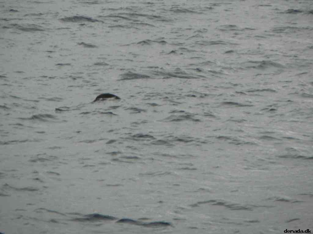 * Image 48