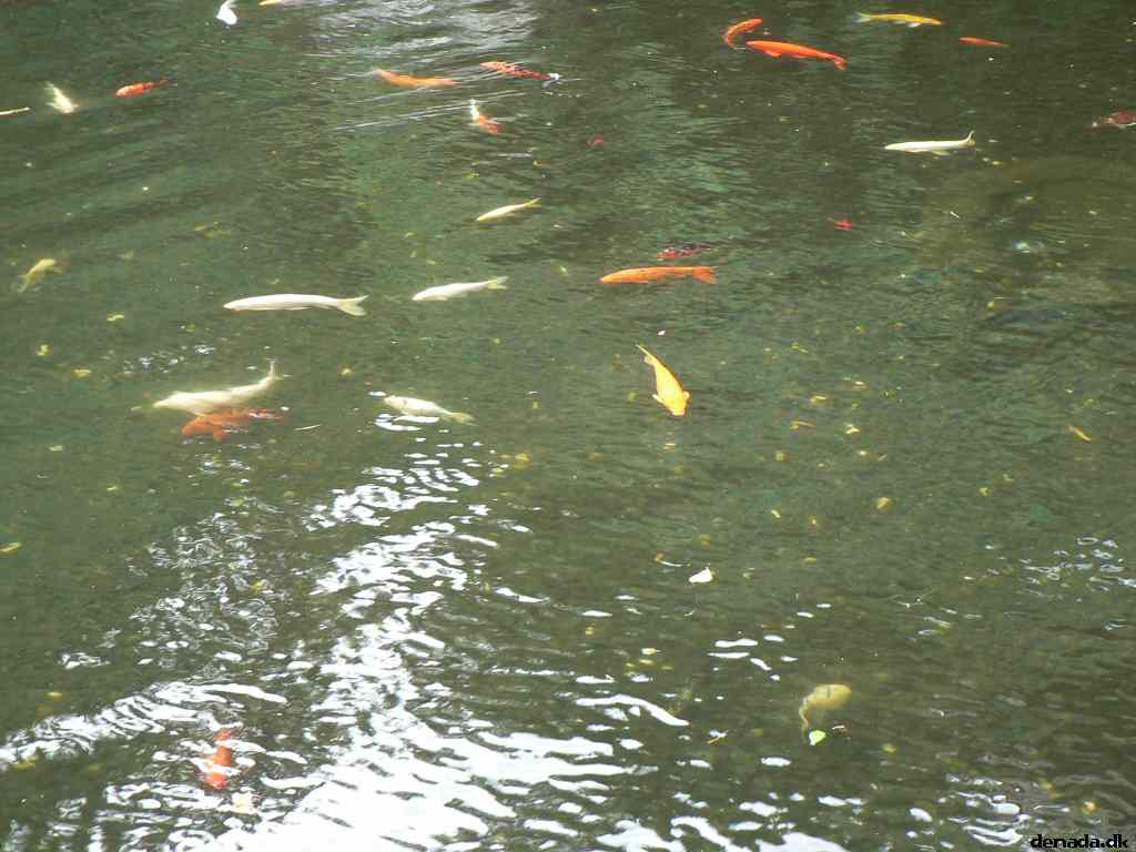 * Image 90