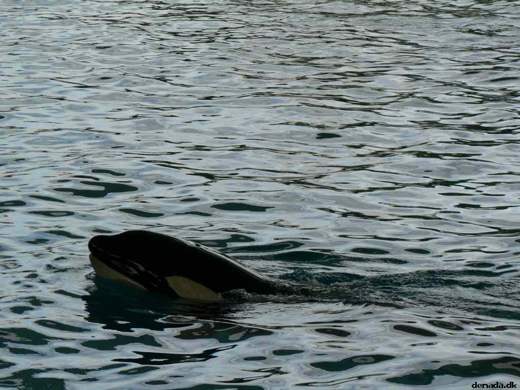 * Image 281