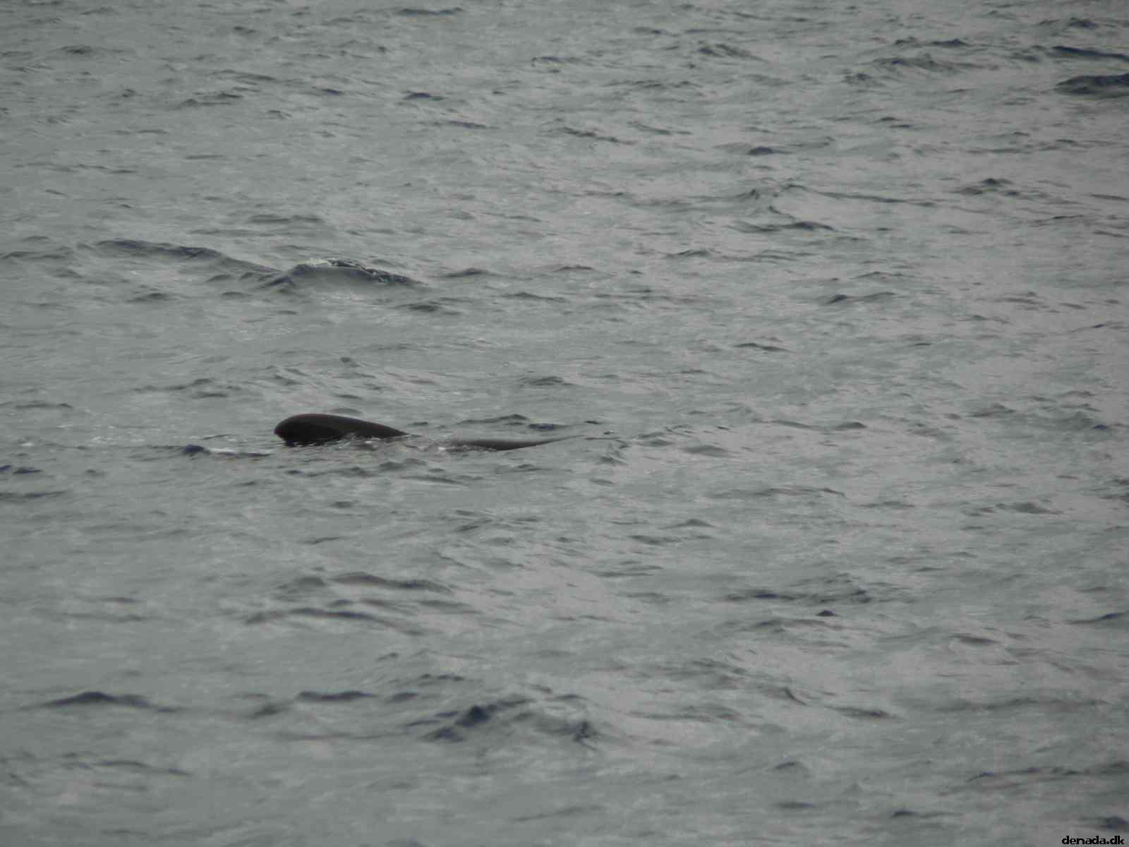 * Image 45