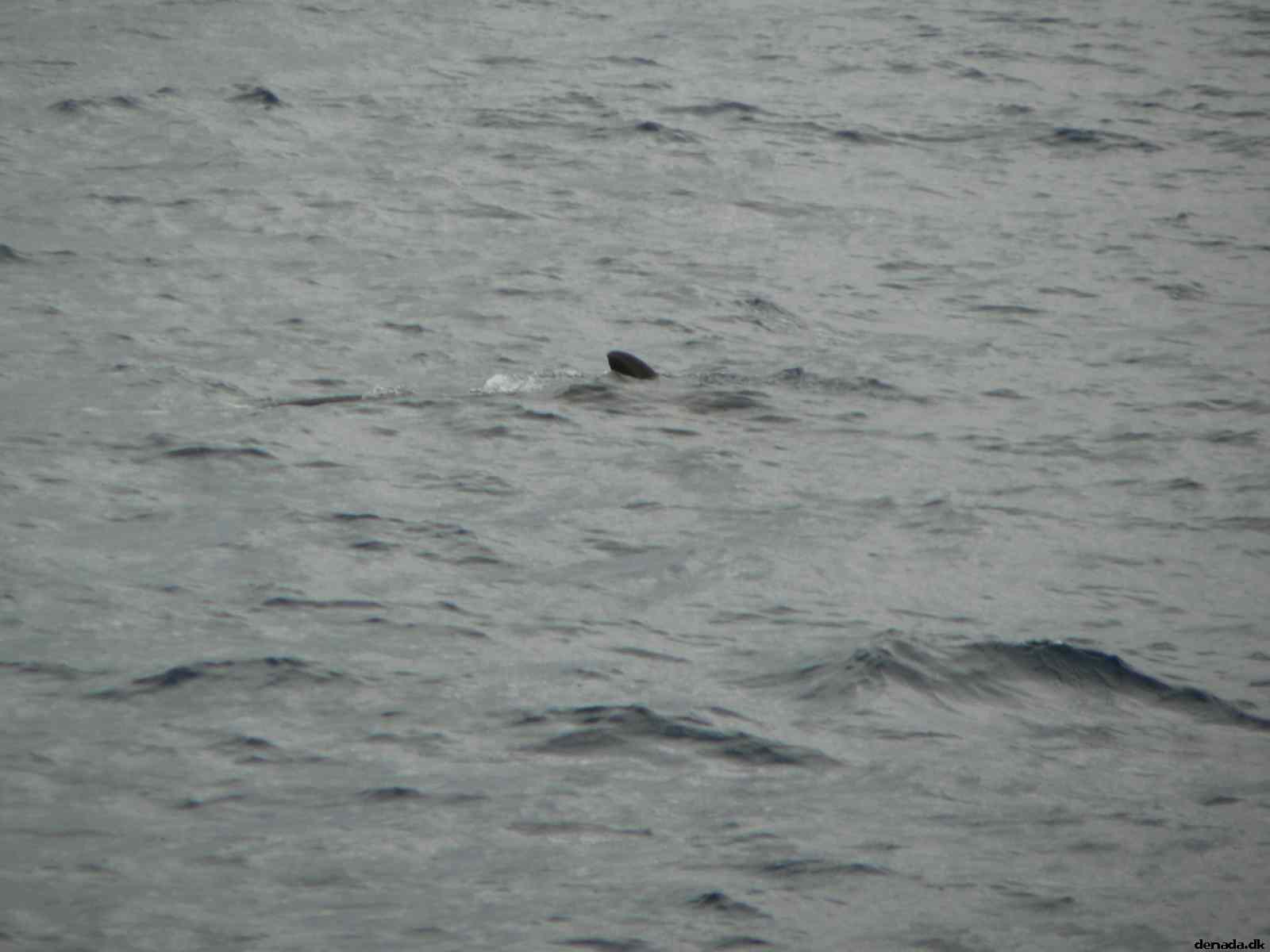 * Image 47