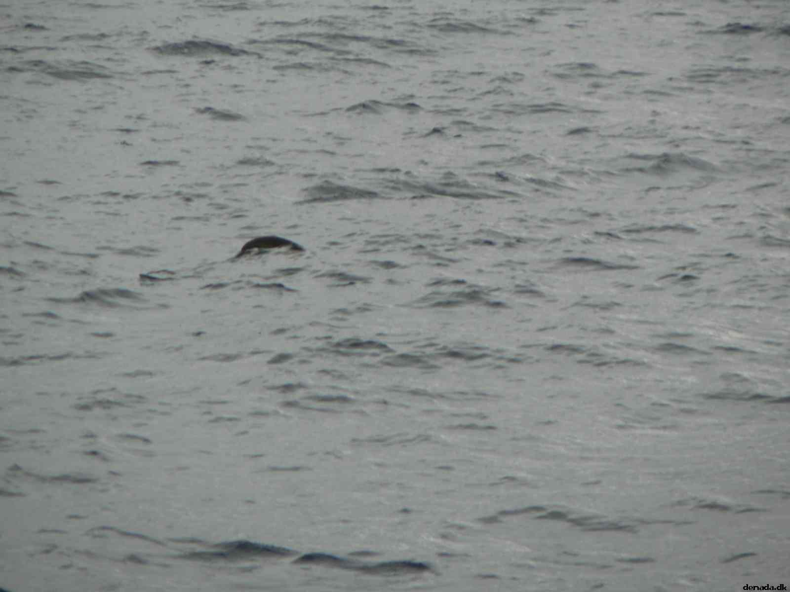 * Image 48