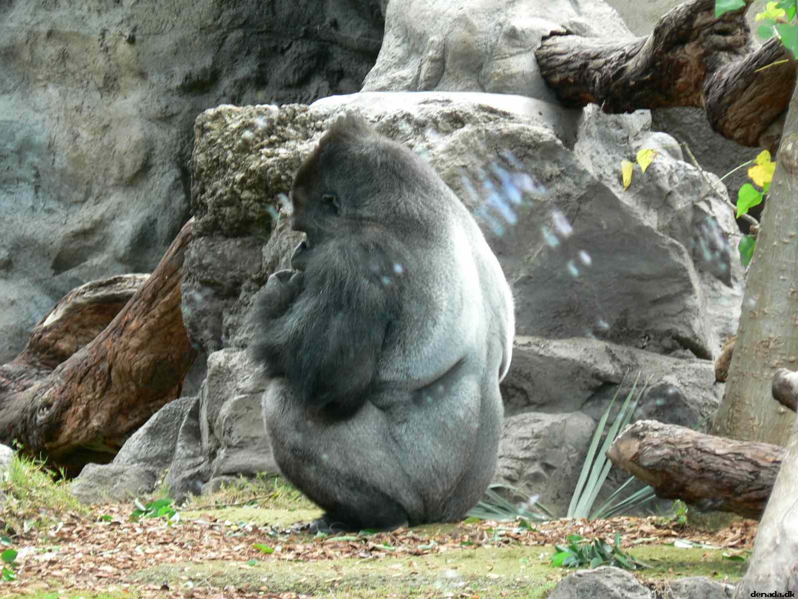 * Image 101