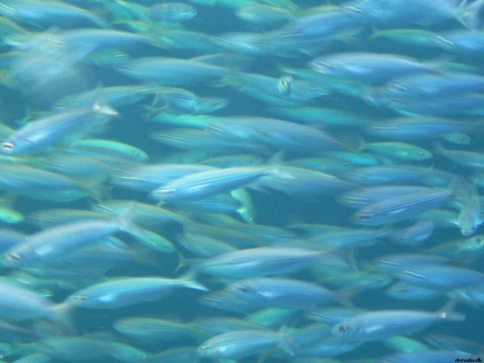 * Image 157