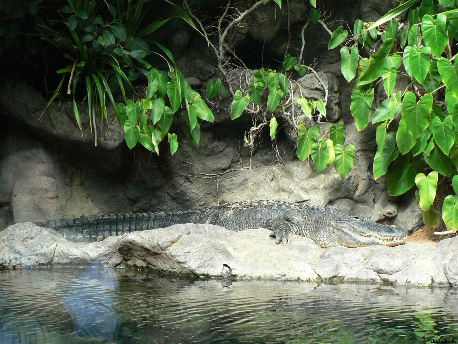 * Image 201