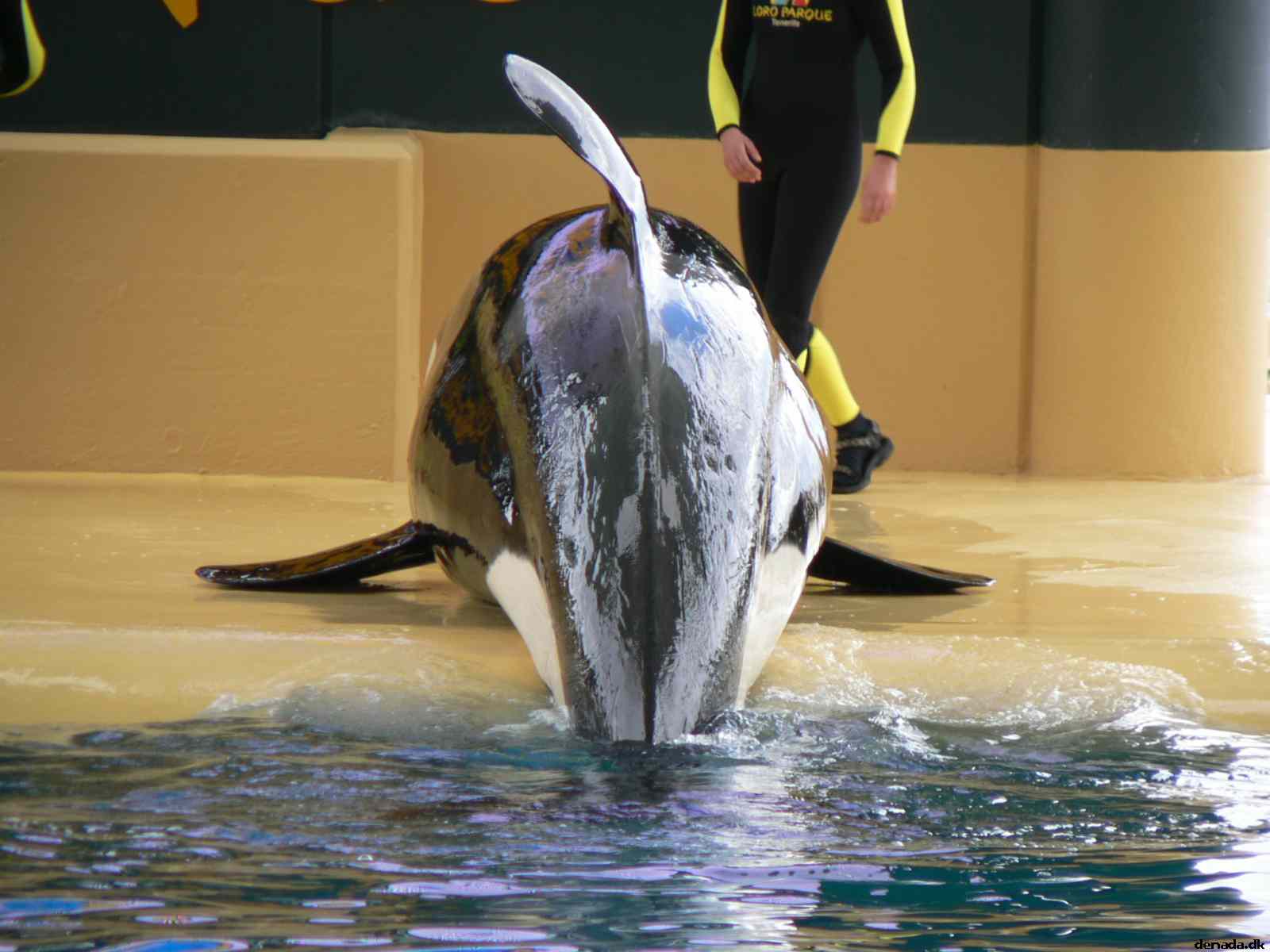 * Image 251