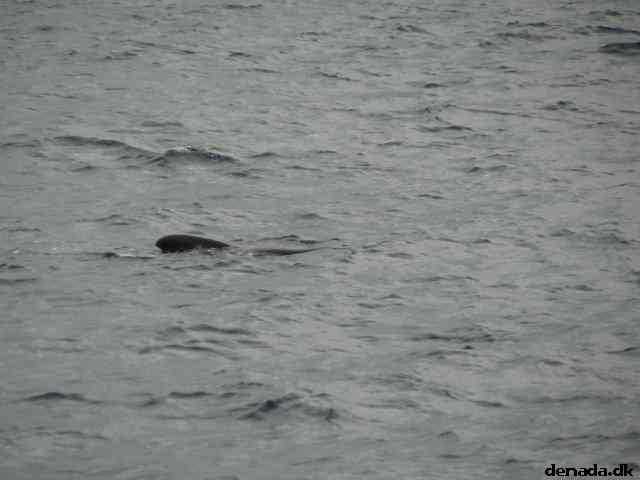 * Image 45