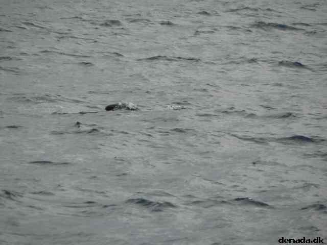 * Image 46