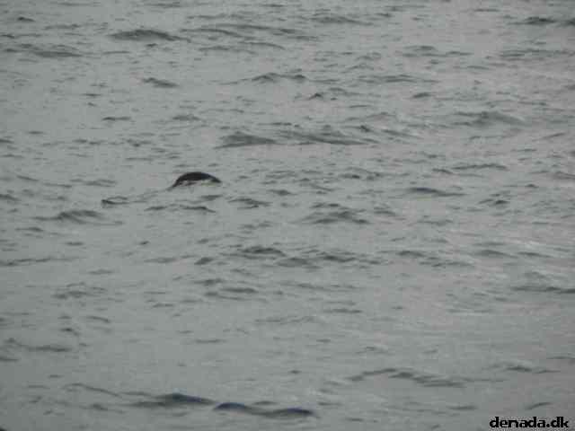 * Image 48