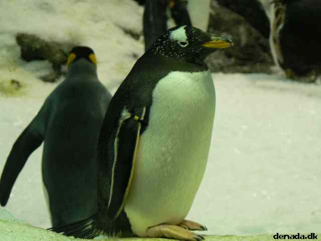 * Image 146