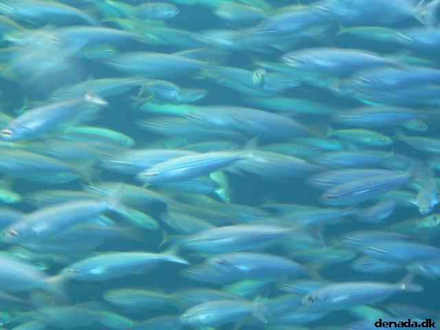 * Image 157