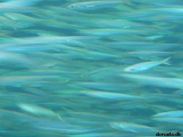 * Image 158