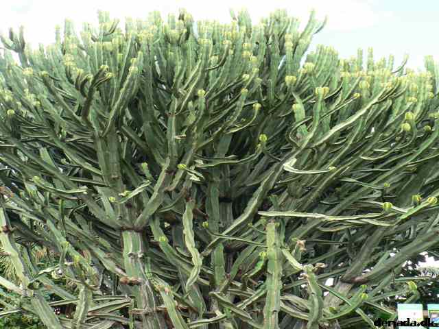 * Image 181