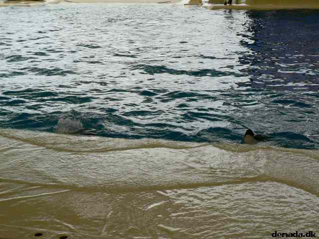 * Image 225