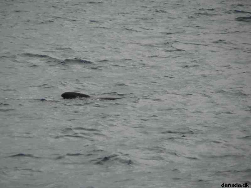 * Image 45