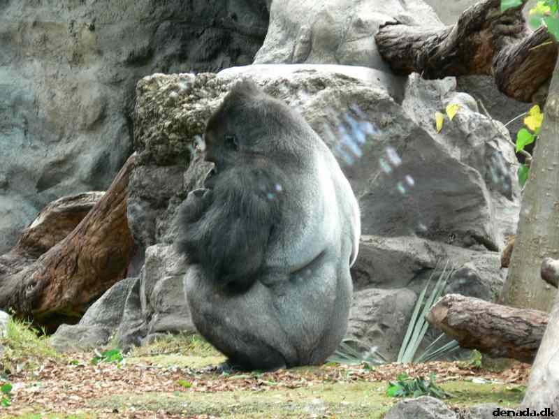 * Image 101