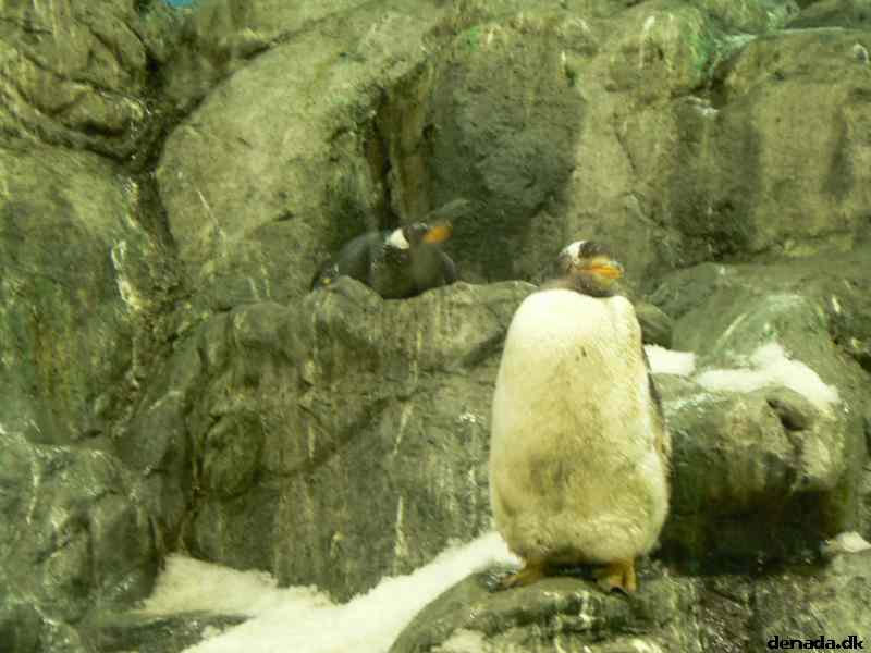 * Image 126