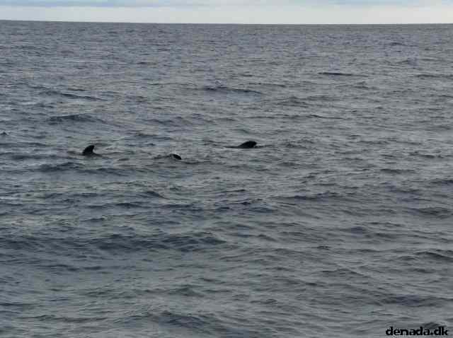 * Image 198