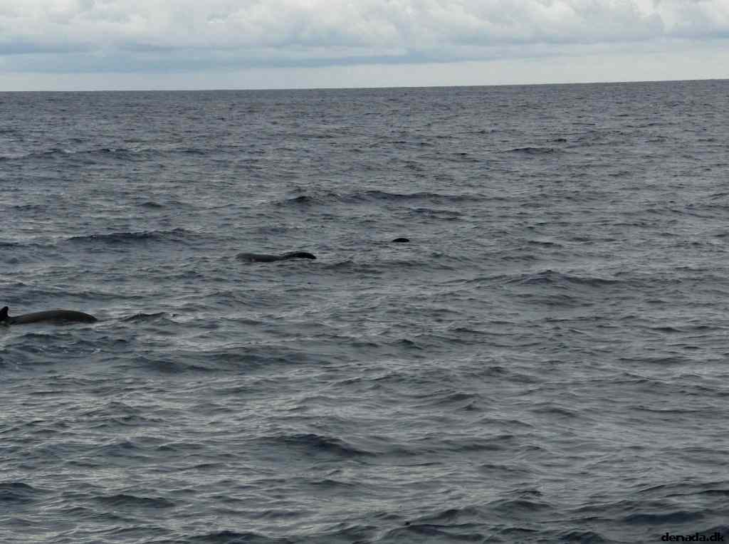 * Image 14