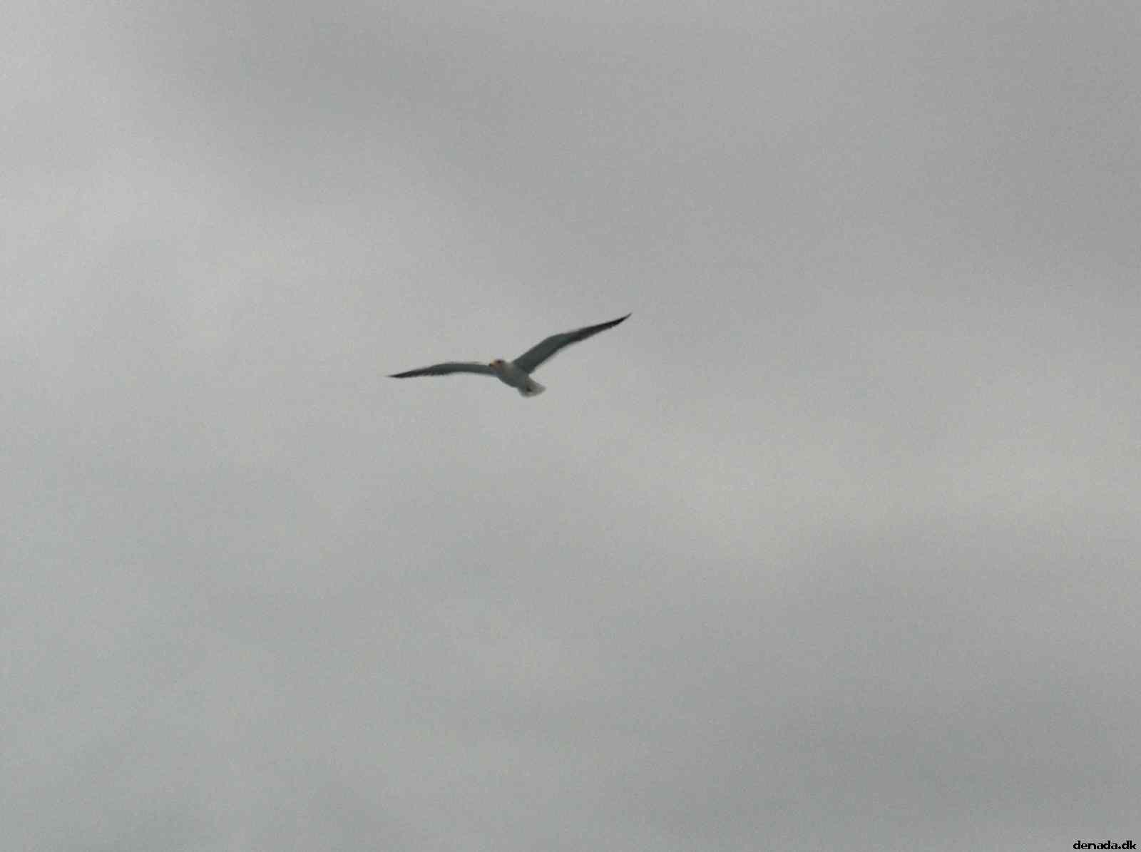 * Image 43