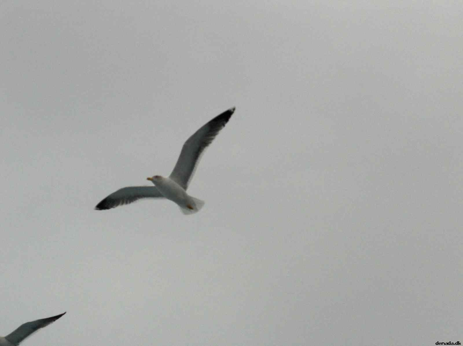 * Image 46