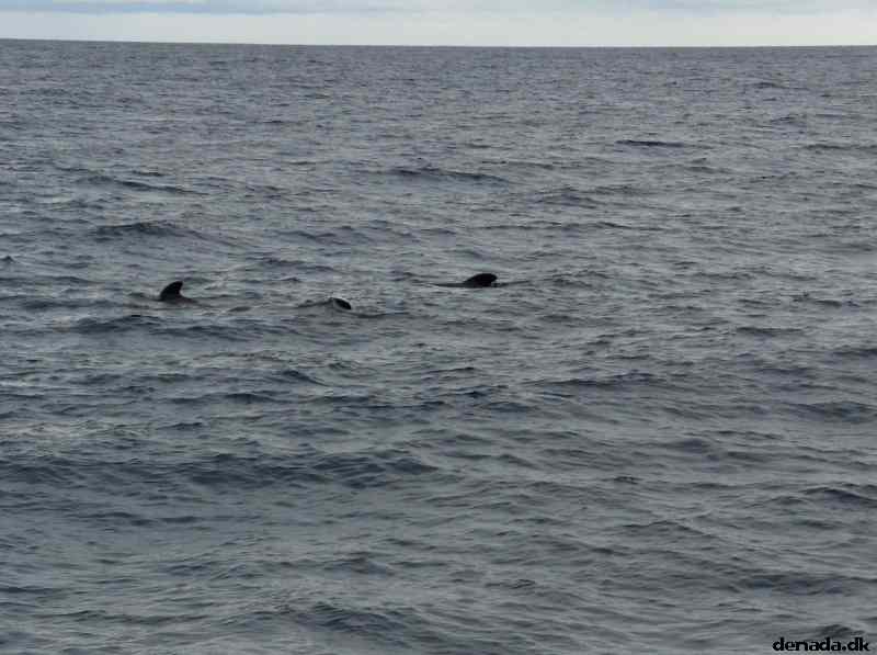 * Image 15